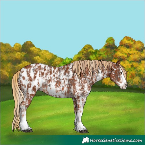 Horse Color:Liver Chestnut Sabino Splash Appaloosa  and Chestnut Sabino Splash Appaloosa 
