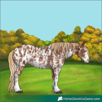 Horse Color:Liver Chestnut Sabino Splash Appaloosa  and Chestnut Sabino Splash Appaloosa 