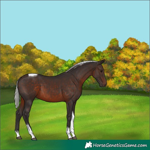 Horse Color:Silver Brown Tobiano 