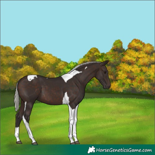 Horse Color:Silver Brown Tobiano 