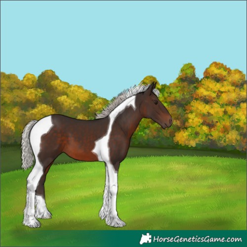 Horse Color:Silver Brown Tobiano 