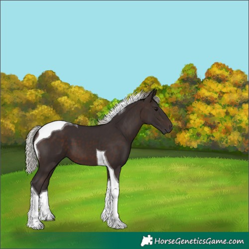 Horse Color:Silver Brown Tobiano 