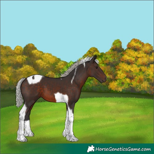 Horse Color:Silver Brown Tobiano 