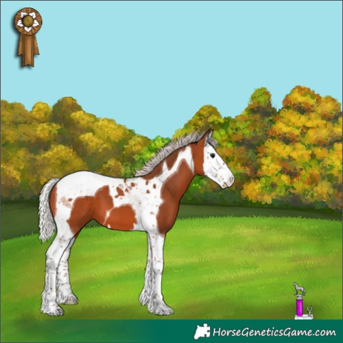 Horse Color:Silver Bay Splash Tobiano 