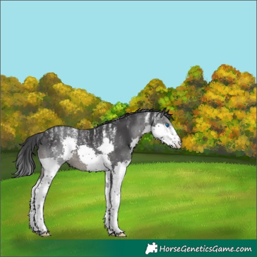 Horse Color:Powder White Black Splash 