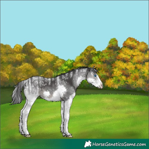 Horse Color:Powder White Black Splash 