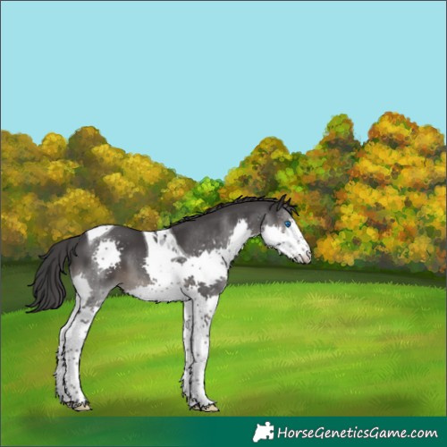 Horse Color:Black Splash Tobiano 
