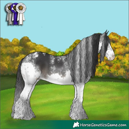Horse Color:Powder White Black Splash Appaloosa 