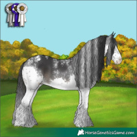 Horse Color:Powder White Black Splash Appaloosa