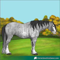 Horse Color:Blue Roan Sabino Splash and Blue Roan Sabino Splash