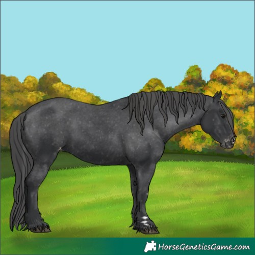 Horse Color:Black Varnish 