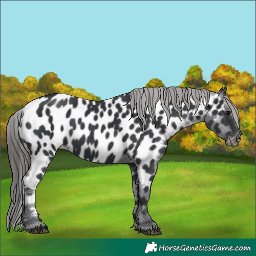 Horse Color:Black Near Leopard 