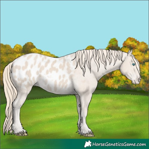 Horse Color:Smoky Creme Appaloosa 