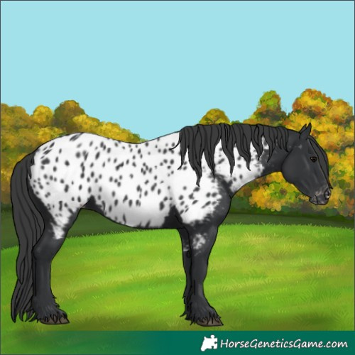 Horse Color:Black Near Leopard 