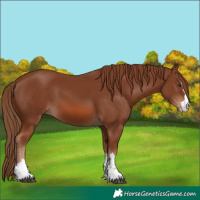 Horse Color:Chestnut 