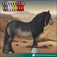 Horse Color:Black 