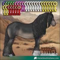 Horse Color:Black 