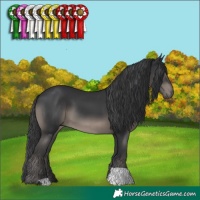 Horse Color:Black 