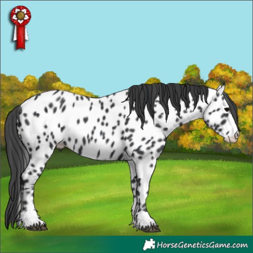 Horse Color:Black Near Leopard 