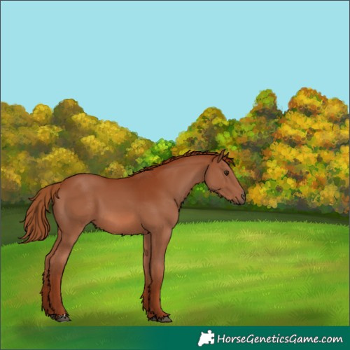 Horse Color:Chestnut 