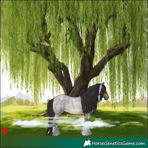 Horse Color:Brown Roan 