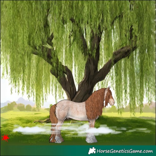 Horse Color:Red Roan Appaloosa 
