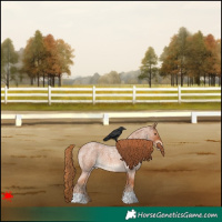 Horse Color:Red Roan Appaloosa