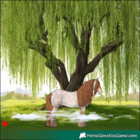 Horse Color:Red Roan Appaloosa 