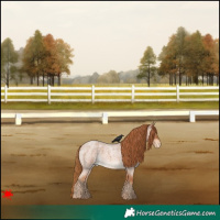 Horse Color:Red Roan Appaloosa