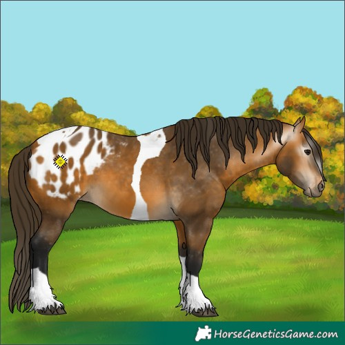 Horse Color:Gray Buckskin Tobiano Blanket 