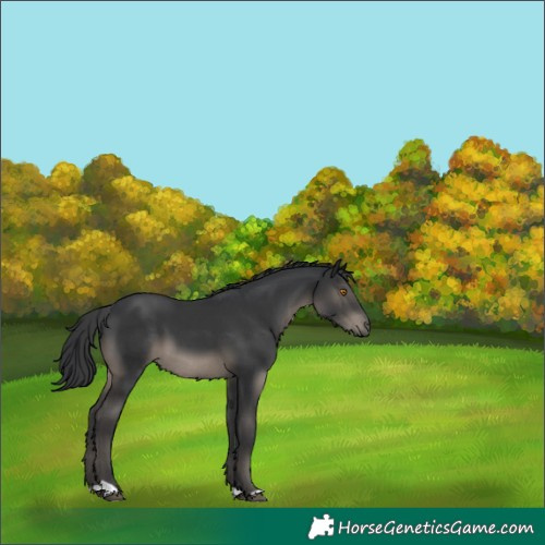 Horse Color:Black 
