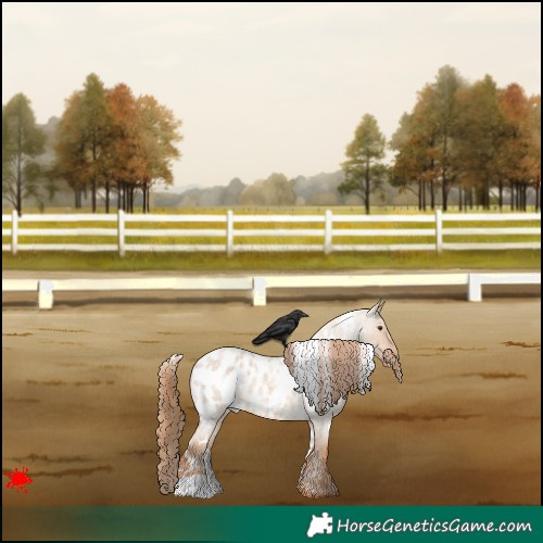 Horse Color:White Spotted Red Dun Roan Appaloosa 