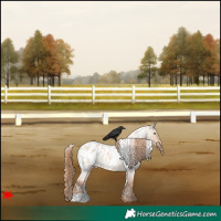 Horse Color:White Spotted Red Dun Roan Appaloosa 