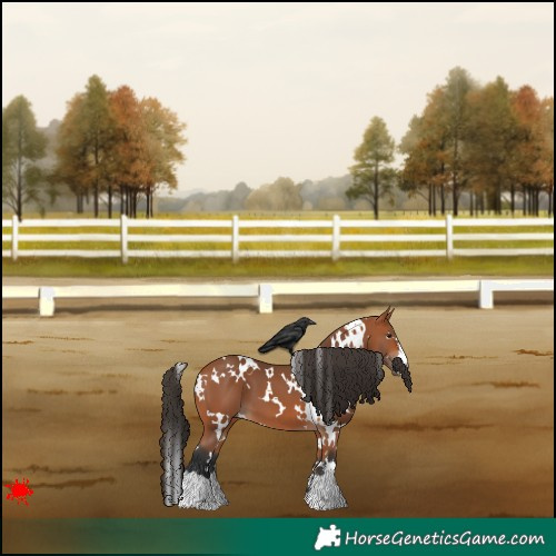 Horse Color:White Spotted Bay 