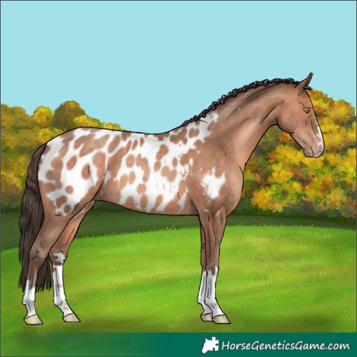 Horse Color:Amber Champagne Blanket 