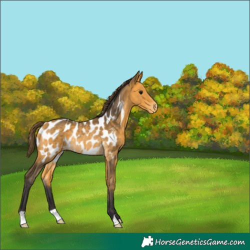 Horse Color:Buckskin Appaloosa Rabicano 