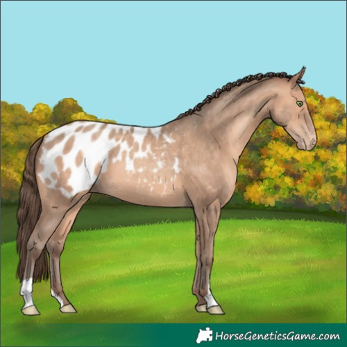 Horse Color:Amber Champagne Blanket 