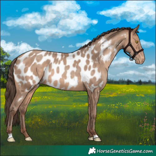 Horse Color:Sable Champagne Appaloosa 