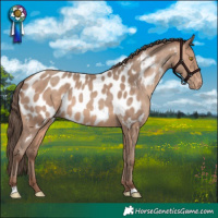 Horse Color:Sable Champagne Appaloosa