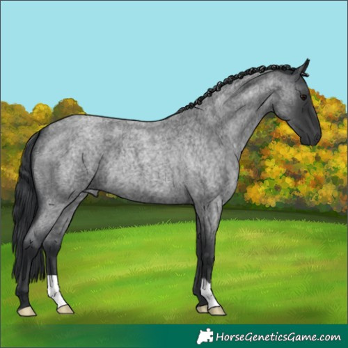 Horse Color:Blue Roan 