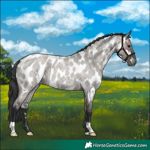 Horse Color:Grullo Roan Appaloosa 