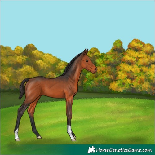 Horse Color:Bay 