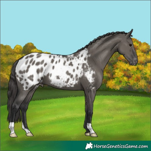 Horse Color:Grullo Blanket 