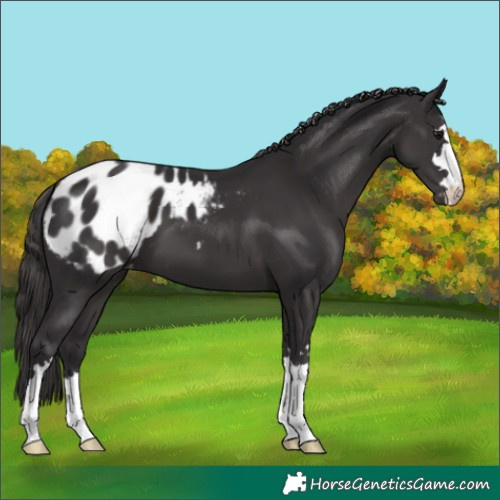 Horse Color:Smoky Black Appaloosa 