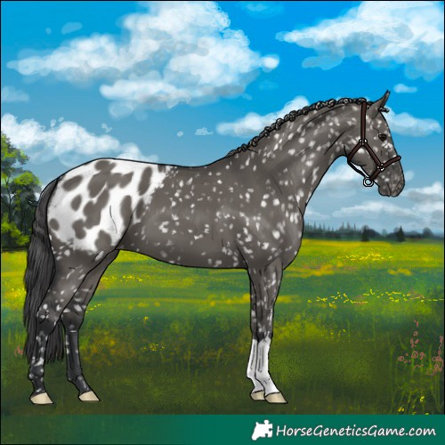 Horse Color:Grullo Appaloosa 