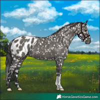 Horse Color:Grullo Appaloosa 