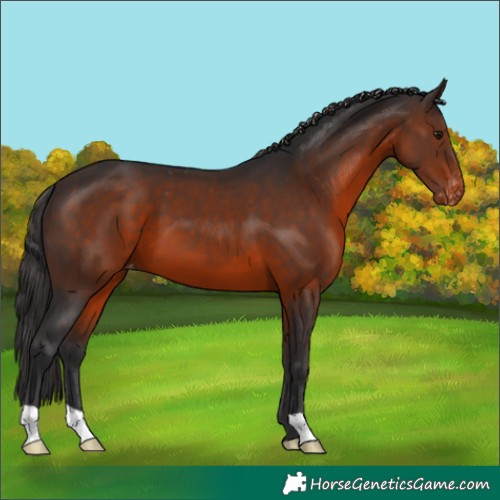 Horse Color:Brown Appaloosa 