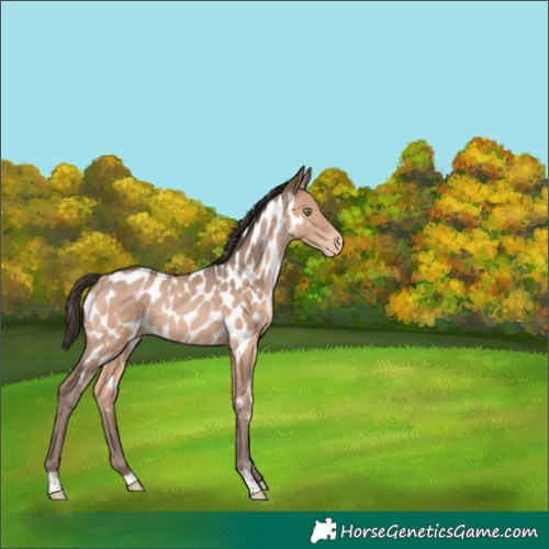 Horse Color:Sable Champagne Near Leopard 