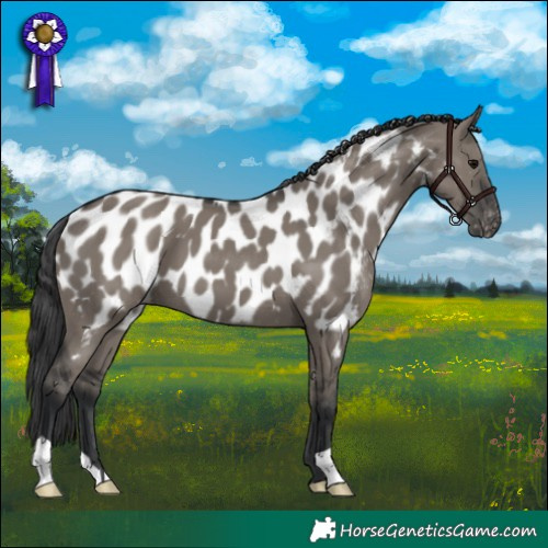 Horse Color:Grullo Appaloosa 