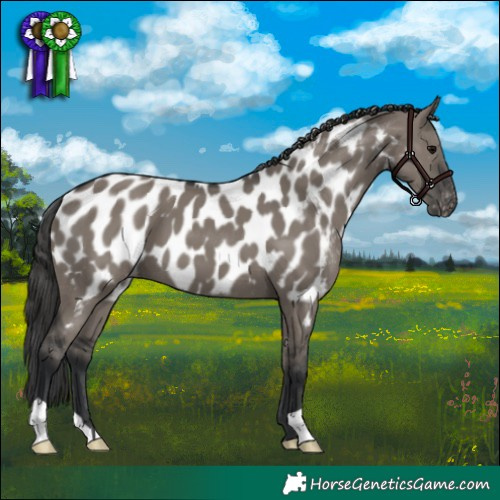 Horse Color:Grullo Appaloosa 